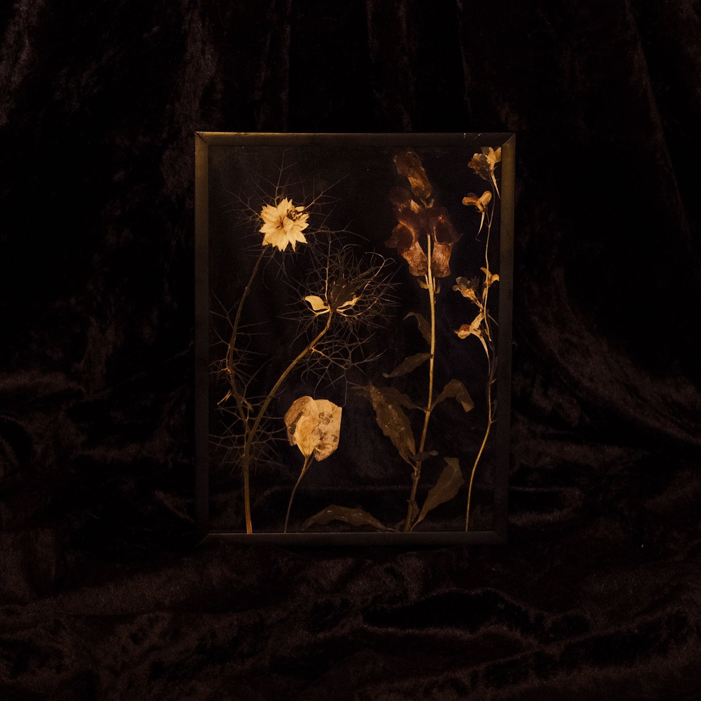 Pressed flowers in a rectangular glass frame on a dark background