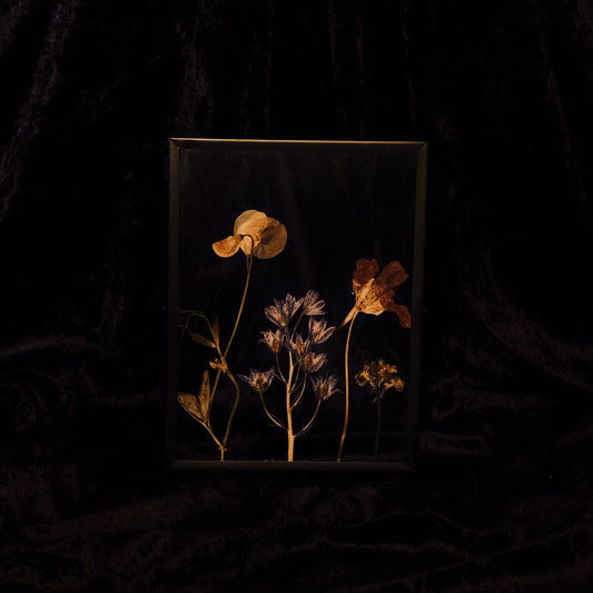 Pressed flowers in a glass frame on a dark background