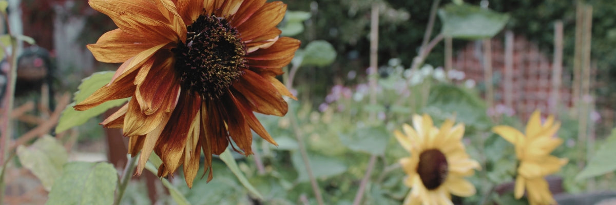 Sunflower in a garden with blurred background, Autumnal colours and rusty tones